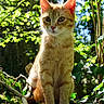 Aston a rejoint le concours — aidez-le/la à gagner de superbes lots ! cat, ginger_cat, animal, outdoor, nature, greenery, foliage, sunlight, pet, curious, sitting, close_up, whiskers, ears, eyes, tree, leaf, branch, garden, wildlife