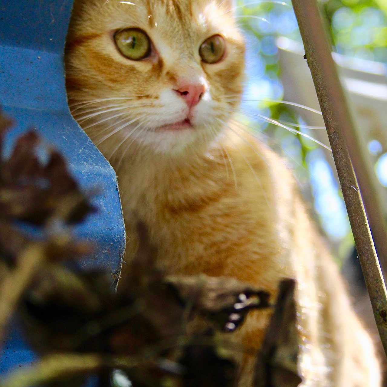 Aston participe au concours pour gagner de l'argent avec cette photo : cat, orange_tabby, green_eyes, whiskers, outdoor, nature, sunlight, blurred_background, blue_object, curious, close_up, animal, pet, feline, branch, leaf, daylight, soft_light, alert, portrait