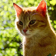 Aston participe au concours pour gagner de l'argent avec cette photo : cat, ginger_cat, animal, pet, outdoor, sunlight, greenery, nature, closeup, feline, whiskers, ears, fur, portrait, daylight, leaf, soft_light, peaceful, cute, alert