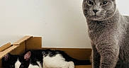 Grizou participe au concours pour gagner de l'argent avec cette photo : cat, cats, kitten, gray_cat, black_and_white_cat, feline, pet, animal, cardboard_box, indoors, sitting, lying_down, standing, whiskers, ears, green_eyes, pink_nose, fur, portrait, home