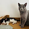 cat, cats, kitten, gray_cat, black_and_white_cat, feline, pet, animal, cardboard_box, indoors, sitting, lying_down, standing, whiskers, ears, green_eyes, pink_nose, fur, portrait, home