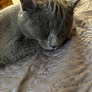 Grizou participe au concours pour gagner de l'argent avec cette photo : cat, gray_cat, sleeping, pet, animal, furry, whiskers, ears, nose, closed_eyes, relaxed, cozy, bed, quilt, blanket, indoors, close_up, portrait, warm_lighting, nap