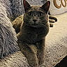 cat, gray_cat, pet, animal, feline, portrait, close_up, sitting, indoors, cozy, blanket, cushion, fluffy, fur, whiskers, ears, eyes, looking_at_camera, home, soft_texture