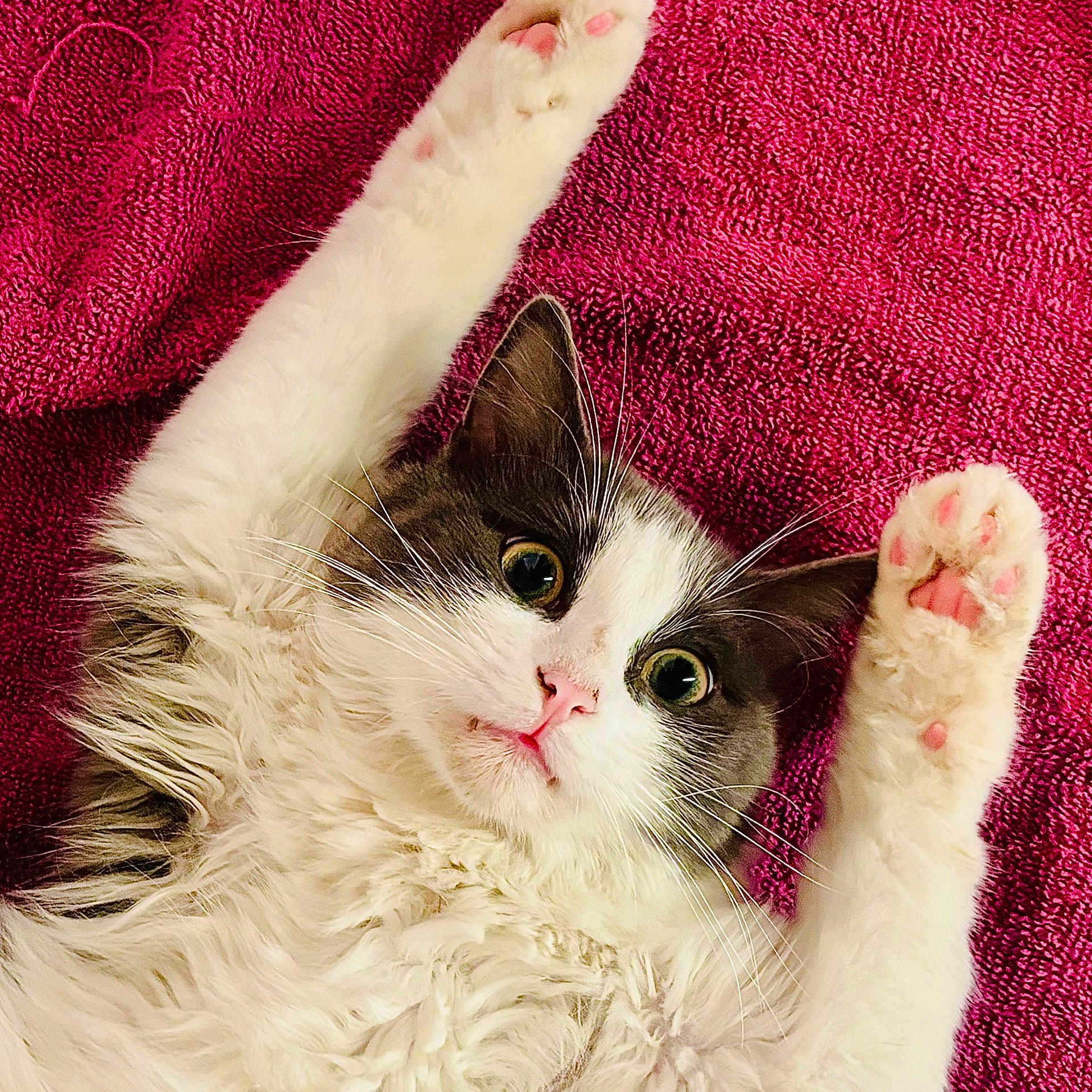 Koda participe au concours pour gagner de l'argent avec cette photo : abyssinian, angora, animal, blanket, cat, kitten, manx, person, pet, quilt, sleeping, towel, white
