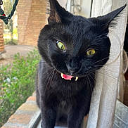 Wobbles is registered to the contest to win money with this photo: black_cat, cat, pet, animal, feline, yellow_eyes, fangs, open_mouth, whiskers, pointed_ears, fur, portrait, close_up, indoor, window, curtain, window_sill, holiday_lights, daylight, funny_expression
