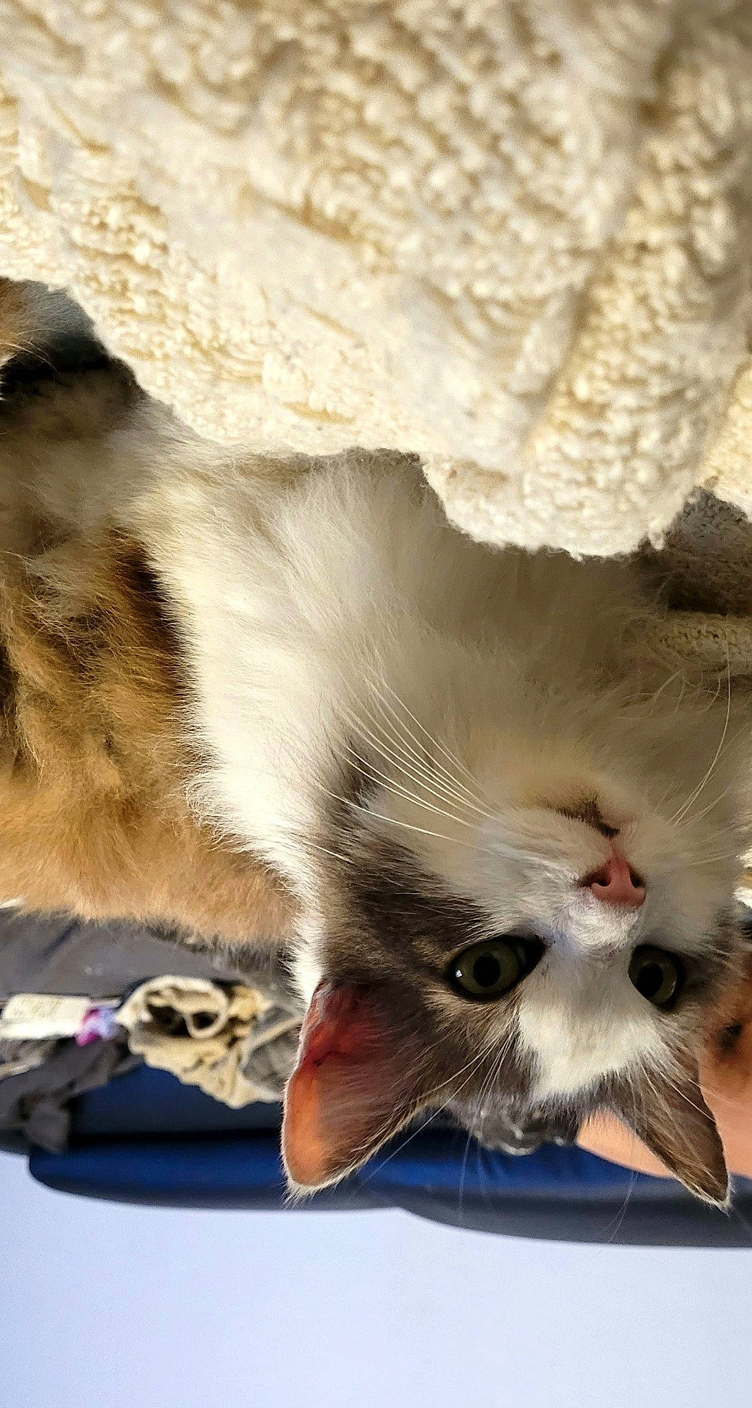 Filou participe au concours pour gagner de l'argent avec cette photo : carnivore, cat, claw, comfort, domestic_short_haired_cat, fang, fawn, felidae, foot, fur, gesture, grey, paw, photo_caption, plant, small_to_medium_sized_cats, snout, tail, whiskers, yawn