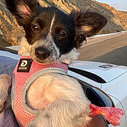 Bella joined the competition — help win amazing prizes! dog, puppy, close_up, portrait, pink_harness, car, road, cliffs, mountain, rocks, ears, nose, paws, person_arm, holding, outdoor, sunset_lighting, travel, cute, pet