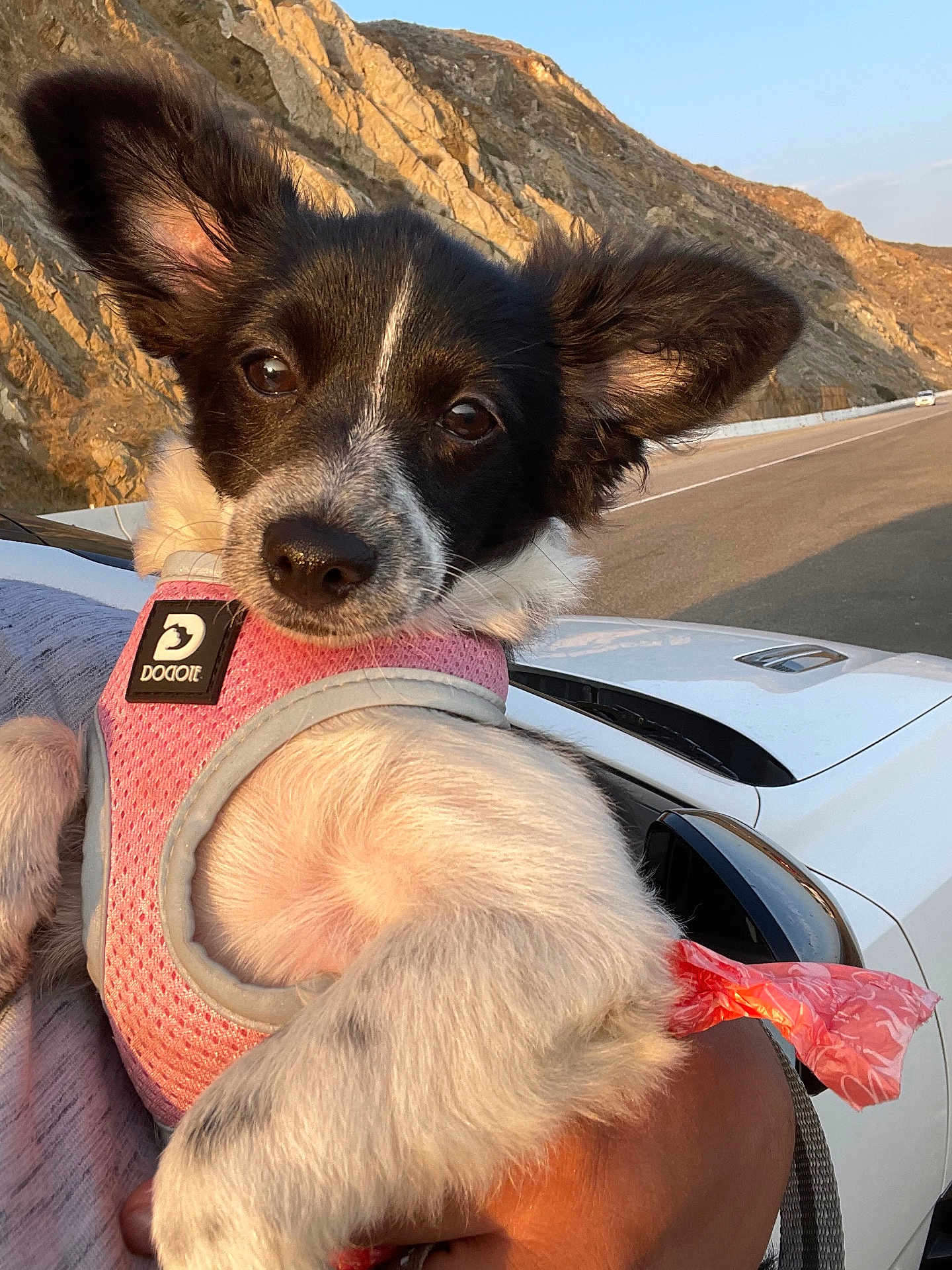 Bella joined the competition — help win amazing prizes! dog, puppy, close_up, portrait, pink_harness, car, road, cliffs, mountain, rocks, ears, nose, paws, person_arm, holding, outdoor, sunset_lighting, travel, cute, pet