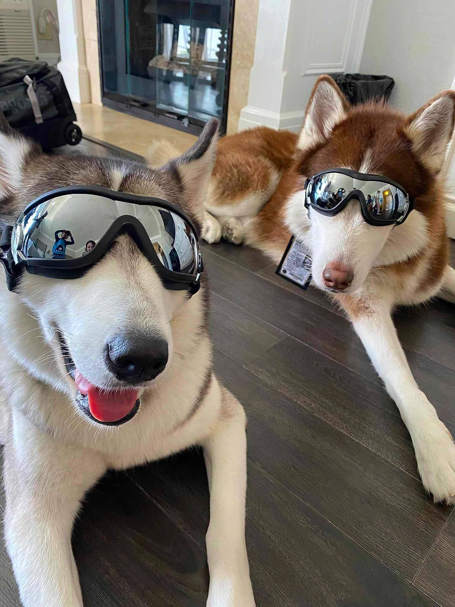 Sparky is registered to the contest to win money with this photo: canidae, carnivore, collar, companion_dog, dog, dog_breed, dog_collar, eyewear, fawn, flooring, fur, paw, pet_supply, snout, sporting_group, tail, terrestrial_animal, vision_care, wood, working_animal