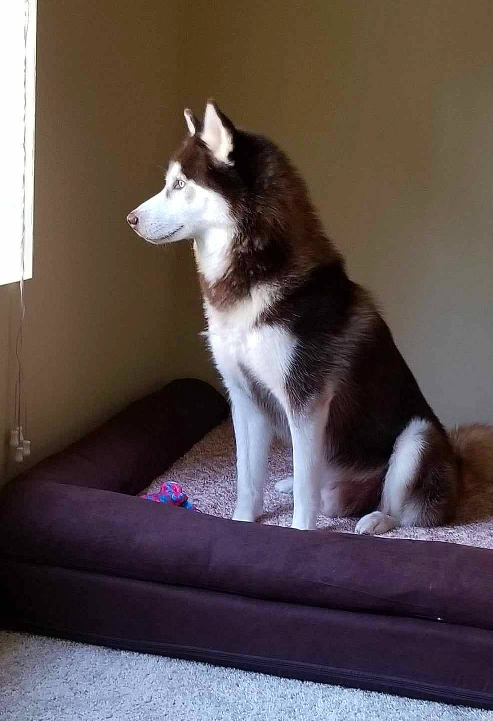 Sparky is registered to the contest to win money with this photo: ancient_dog_breeds, canidae, carnivore, comfort, companion_dog, couch, dog, dog_breed, fur, grey, non_sporting_group, sled_dog, snout, sporting_group, tail, whiskers, window, working_animal, working_dog