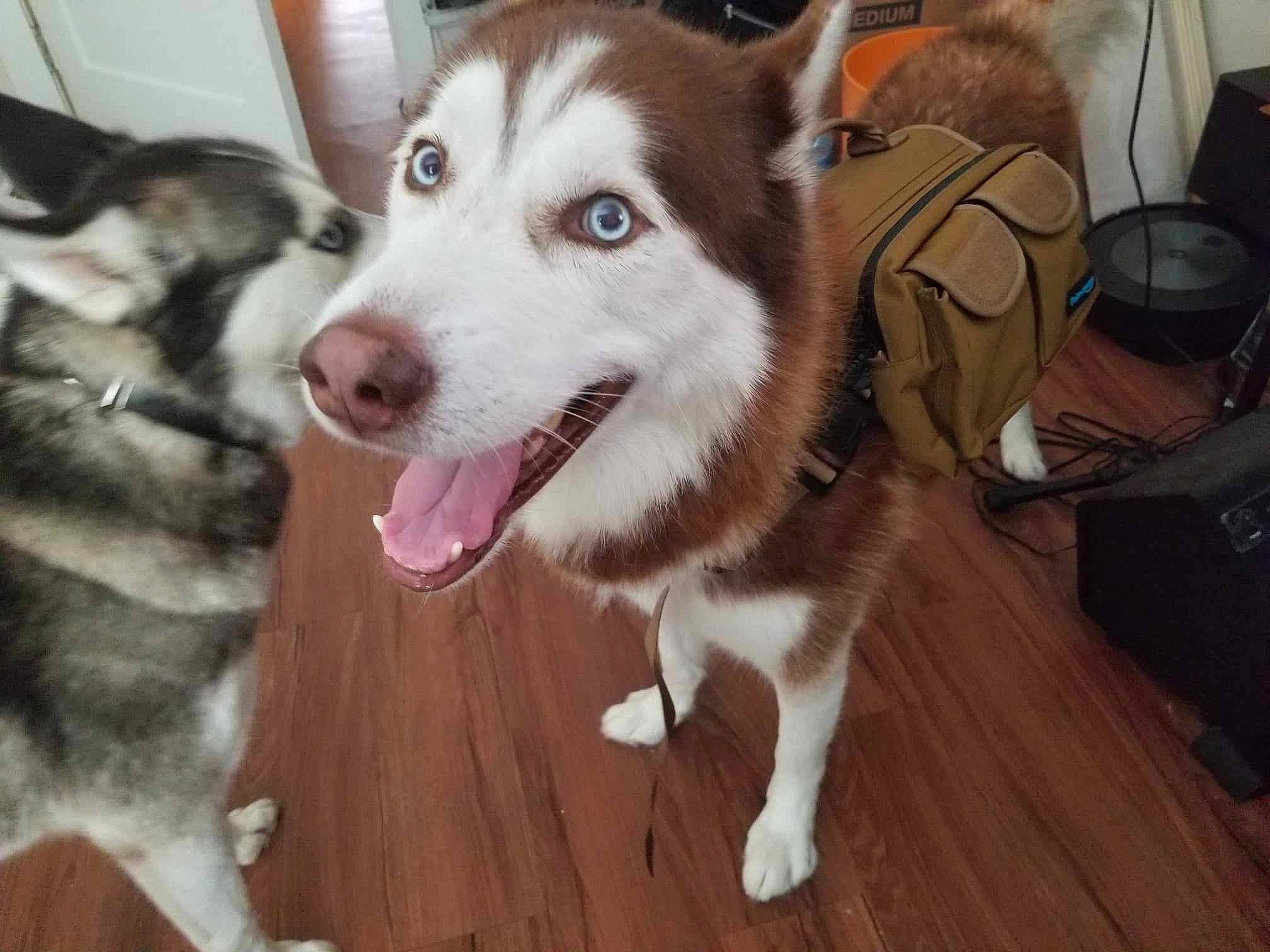 Sparky joined the competition — help win amazing prizes! backpack, bag, canidae, canis, carnivore, companion_dog, dog, dog_breed, fawn, fur, hardwood, luggage_and_bags, siberian_husky, sled_dog, snout, sporting_group, terrestrial_animal, whiskers, wood, working_animal