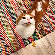 Louis joined the competition — help win amazing prizes! cat, orange, white, fur, cute, pet, animal, looking_up, tongue_out, multicolored_rug, woven_rug, floor, wooden_floor, indoor, feet, slippers, cozy, home, domestic, playful