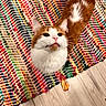 cat, orange, white, fur, cute, pet, animal, looking_up, tongue_out, multicolored_rug, woven_rug, floor, wooden_floor, indoor, feet, slippers, cozy, home, domestic, playful