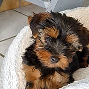 Aribo a rejoint le concours — aidez-le/la à gagner de superbes lots ! puppy, dog, black_and_tan, fluffy, small_dog, close_up, portrait, sleepy, cozy, blanket, white_blanket, indoors, tile_floor, brown_fur, black_fur, tan_fur, cute, pet, resting, animal