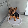 Aribo a rejoint le concours — aidez-le/la à gagner de superbes lots ! animal, black_fur, brown_fur, cabinets, cute, dog, fluffy, funny_pose, home, indoors, kitchen, pet, pointed_ears, portrait, puppy, small_dog, standing, tile_floor, white_plate, yorkshire_terrier