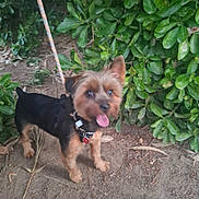 Aribo participe au concours pour gagner de l'argent avec cette photo : animal_portrait, black_and_tan, collar, dog, floppy_tongue, garden, greenery, happy, hedge, leash, long_hair, open_mouth, outdoors, pet_tag, plants, puppy, small_dog, soil, standing, yorkshire_terrier