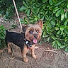 animal_portrait, black_and_tan, collar, dog, floppy_tongue, garden, greenery, happy, hedge, leash, long_hair, open_mouth, outdoors, pet_tag, plants, puppy, small_dog, soil, standing, yorkshire_terrier
