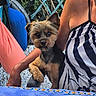 Aribo participe au concours pour gagner de l'argent avec cette photo : animal, blue_chair, closeup, cute, dog, flowers, fluffy, garden, gravel, greenery, lap, outdoor, person, pet, portrait, sitting, small_dog, striped_clothing, tablecloth, yorkshire_terrier