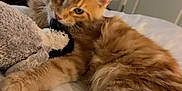 Simba is registered to the contest to win money with this photo: bed, cat, cozy, dorm_room, dresser, ears, feline, fluffy, fur, indoor, mirror, orange_tabby, paw, pet, playful, plush_toy, relaxed, soft, tail, whiskers