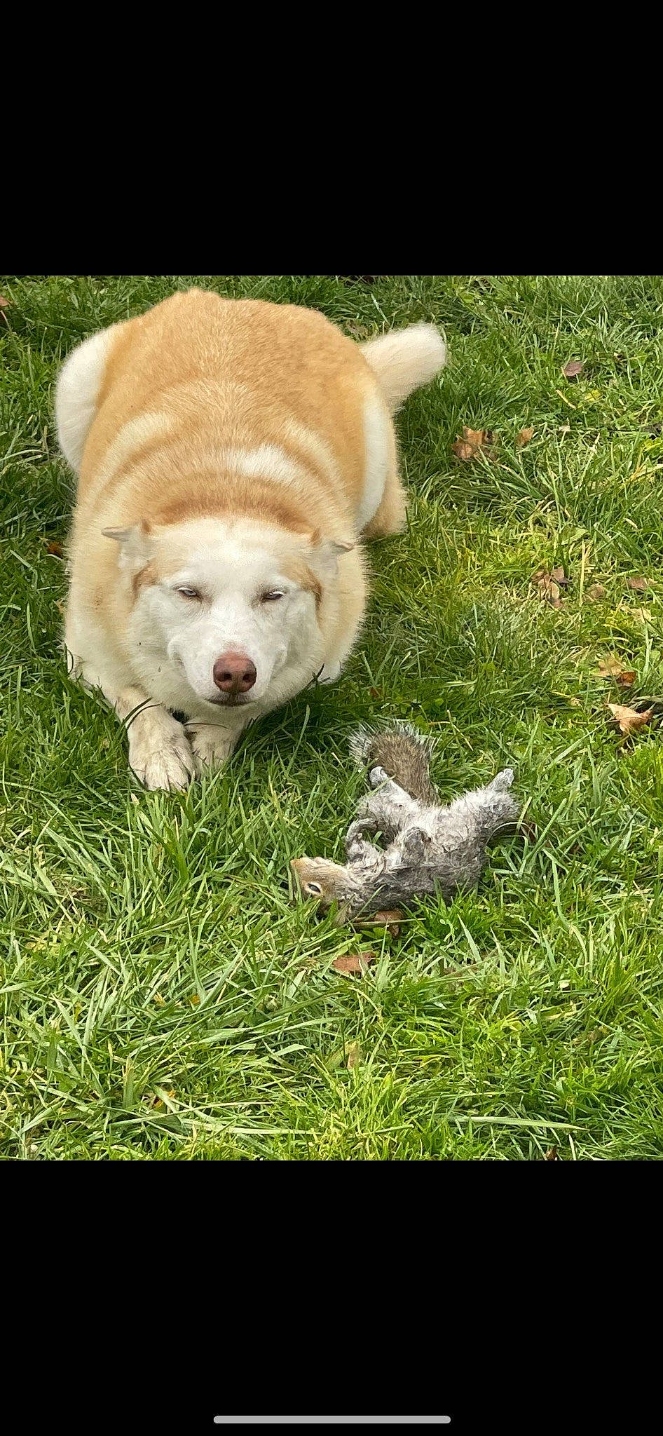 Kita joined the competition — help win amazing prizes! canidae, carnivore, companion_dog, dog, dog_breed, fawn, fur, grass, groundcover, snout, sporting_group, tail, terrestrial_animal, working_animal