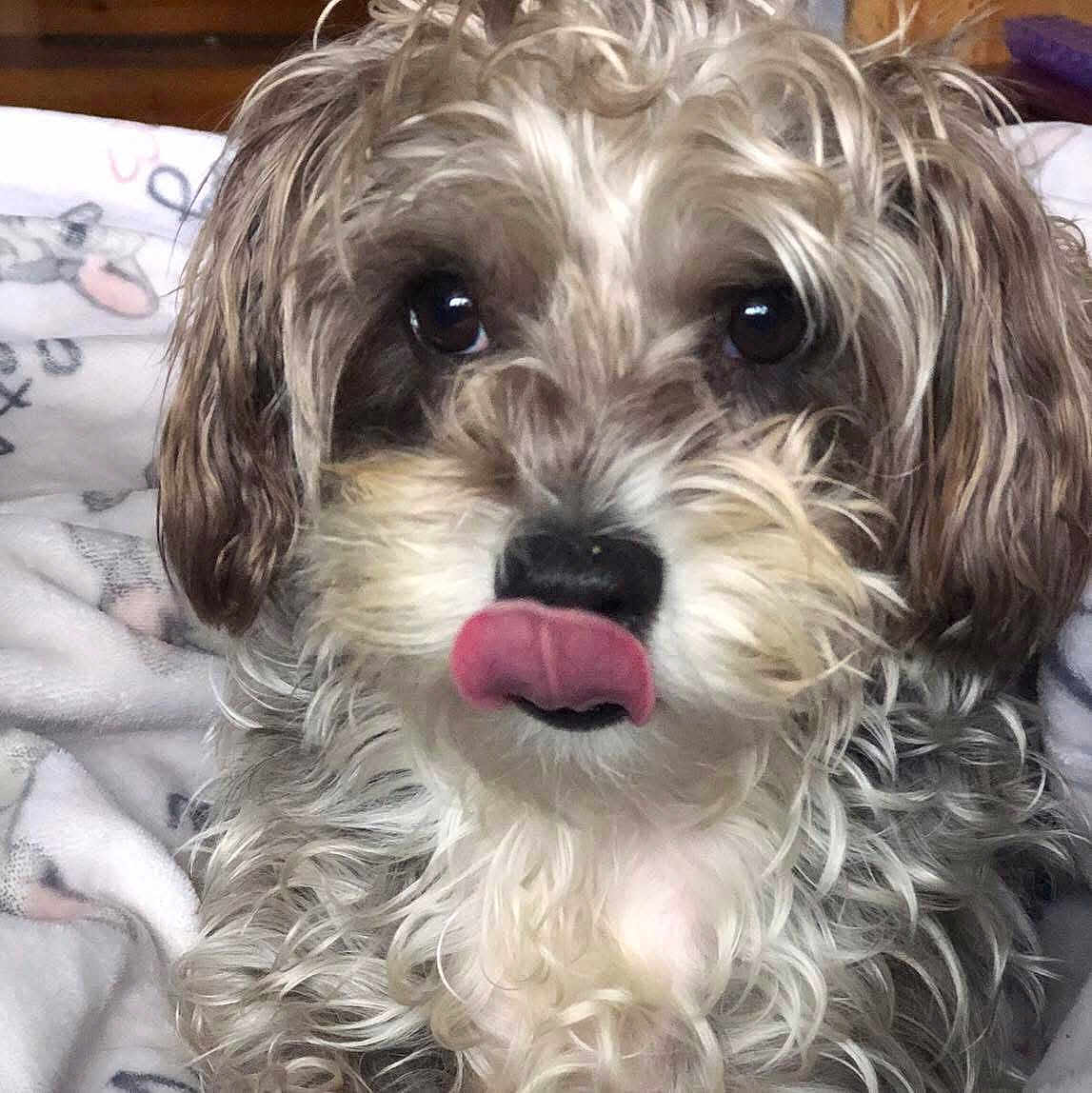 Gracie May joined the competition — help win amazing prizes! dog, pet, cute, close_up, tongue_out, curly_fur, scruffy, brown, white, black_nose, indoor, blanket, cozy, animal, mammal, companion, portrait, fur, playful, friendly