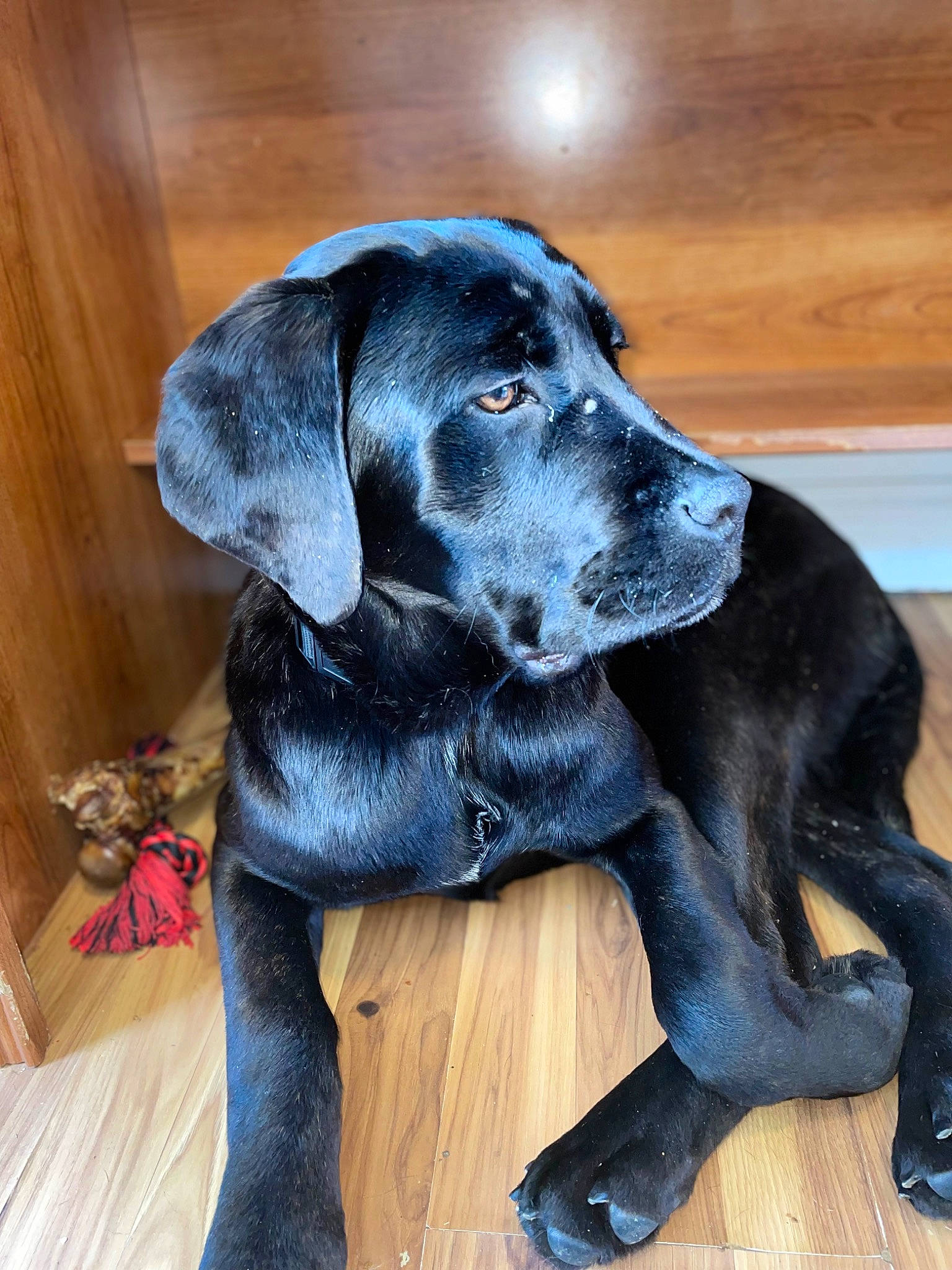 Novalei is registered to the contest to win money with this photo: borador, canidae, carnivore, companion_dog, dog, dog_breed, electric_blue, flooring, fur, gun_dog, hardwood, hunting_dog, liver, snout, sporting_group, tail, terrestrial_animal, whiskers, wood, working_animal
