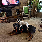 Diesel And Max joined the competition — help win amazing prizes! dog, puppy, rottweiler, indoor, living_room, carpet, fireplace, rocking_chair, plant, television, stone_wall, pet_bed, window, furniture, home_decor, couch, brown, black, white, playful