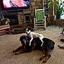 dog, puppy, rottweiler, indoor, living_room, carpet, fireplace, rocking_chair, plant, television, stone_wall, pet_bed, window, furniture, home_decor, couch, brown, black, white, playful