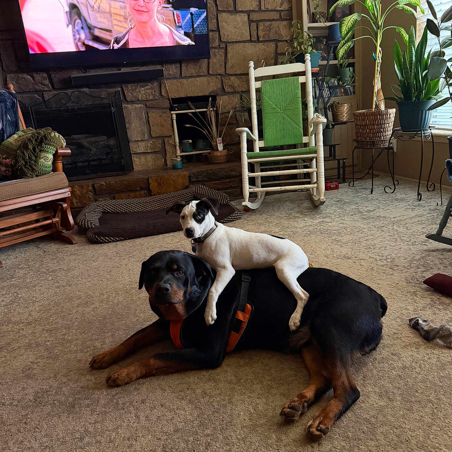 Diesel And Max joined the competition — help win amazing prizes! black, brown, carpet, couch, dog, fireplace, furniture, home_decor, indoor, living_room, pet_bed, plant, playful, puppy, rocking_chair, rottweiler, stone_wall, television, white, window
