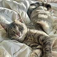Diesel joined the competition — help win amazing prizes! cat, tabby, pet, animal, feline, bed, blanket, white, sunlight, resting, relaxed, fur, paw, whiskers, indoor, cozy, cute, sleepy, domestic, soft