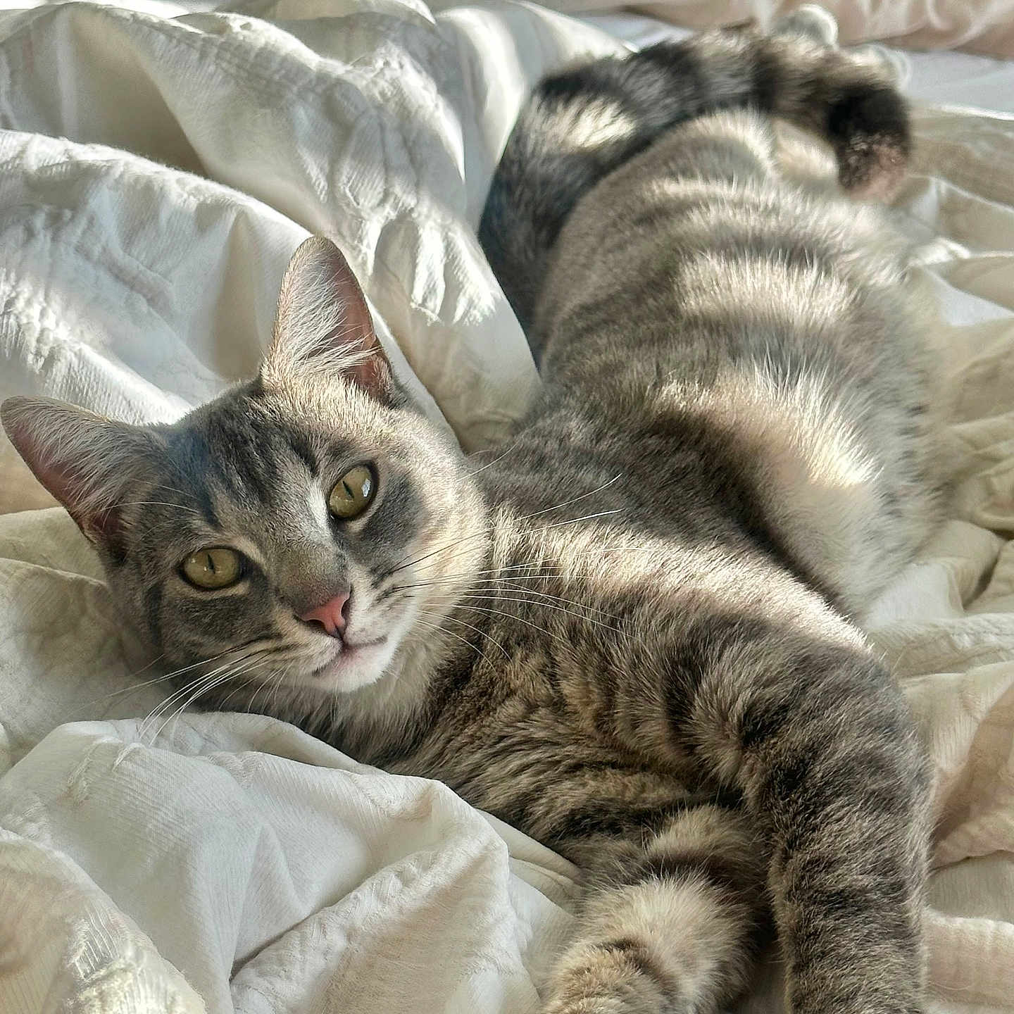 Diesel joined the competition — help win amazing prizes! cat, tabby, pet, animal, feline, bed, blanket, white, sunlight, resting, relaxed, fur, paw, whiskers, indoor, cozy, cute, sleepy, domestic, soft