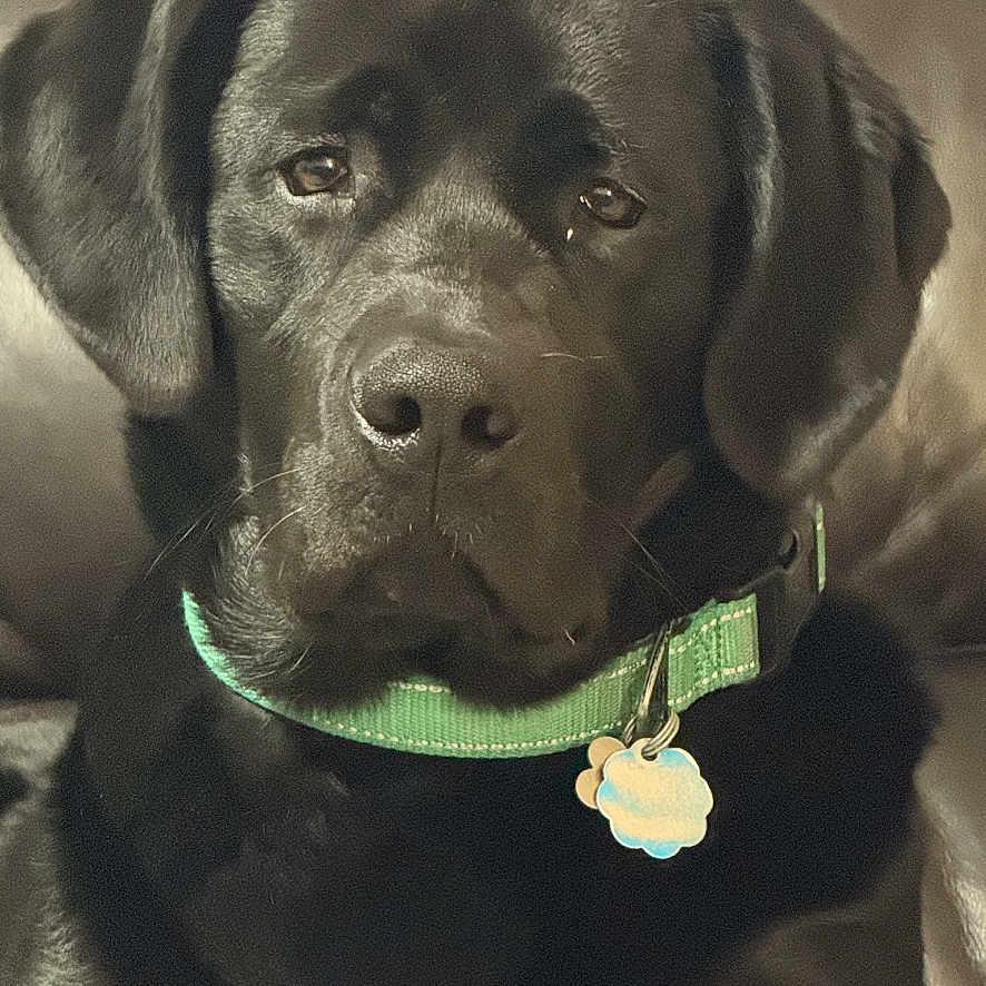 Duke is registered to the contest to win money with this photo: dog, black_dog, pet, collar, indoor, couch, leather, animal, canine, portrait, sitting, tag, domestic_animal, fur, eyes, face, relaxed, companion, cute, friend