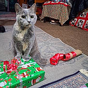 Bobo is registered to the contest to win money with this photo: animal, blanket, carpet, cat, christmas, cozy, curtain, decor, fabric, floor, furniture, gift_box, holiday, home_interior, indoor, pet, ribbon, rug, table, wrapped_present