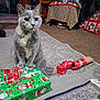 animal, blanket, carpet, cat, christmas, cozy, curtain, decor, fabric, floor, furniture, gift_box, holiday, home_interior, indoor, pet, ribbon, rug, table, wrapped_present