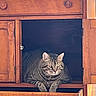 Finn is registered to the contest to win money with this photo: cat, tabby, feline, wooden_cabinet, furniture, indoor, pet, relaxed, resting, animal, brown, striped, cute, domestic_cat, cozy, sitting, paws, eyes, looking, closeup