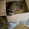 Finn is registered to the contest to win money with this photo: cat, tabby, cardboard_box, carpet, indoor, pet, sleeping, feline, striped_fur, cozy, resting, animal, box, curled_up, living_room, domestic, cute, relaxed, fur, paw