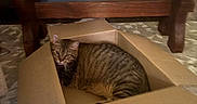 Finn joined the competition — help win amazing prizes! cat, tabby_cat, cardboard_box, carpet, wooden_table, cushions, indoor, pet, feline, striped, cozy, relaxed, home, furniture, brown, animal, domestic, floor, resting, curious