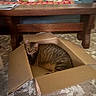 cat, tabby_cat, cardboard_box, carpet, wooden_table, cushions, indoor, pet, feline, striped, cozy, relaxed, home, furniture, brown, animal, domestic, floor, resting, curious