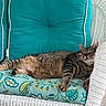 cat, tabby, sleeping, cushion, chair, wicker, outdoor, pet, relaxing, feline, striped, cozy, resting, animal, comfort, paws, fur, home, nature, peaceful