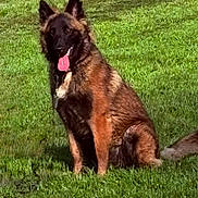 Ayah participe au concours pour gagner de l'argent avec cette photo : adorable, alert, animal, canine, companion, dog, ears_up, friendly, fur, german_shepherd, grass, happy, mammal, nature, outdoor, pet, portrait, sitting, sunlight, tongue_out