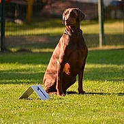 Jade participe au concours pour gagner de l'argent avec cette photo : animal_sports, conformation_show, dog, dog_breed, dog_like_mammal, grass, hunting_dog, obedience_training, obedience_trial, snout, sporting_group