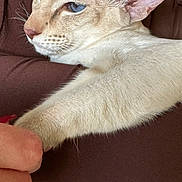 Jasper joined the competition — help win amazing prizes! cat, blue_eyes, cream_fur, pet, animal, close_up, indoor, human_hand, arm, feline, resting, comfort, touch, interaction, domestic_animal, fur, ears, whiskers, person, brown_clothing