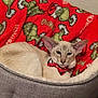 Jasper joined the competition — help win amazing prizes! cat, siamese_cat, pet_bed, blanket, grinch, red, gray, bow_tie, holiday, festive, indoor, feline, animal, cozy, relaxed, portrait, cute, domestic_animal, resting, ears