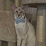 cat, bow_tie, cat_tree, feline, pet, indoor, sitting, beige, fur, ears, whiskers, animal, portrait, looking, cute, domestic, household, furniture, play_structure, alert