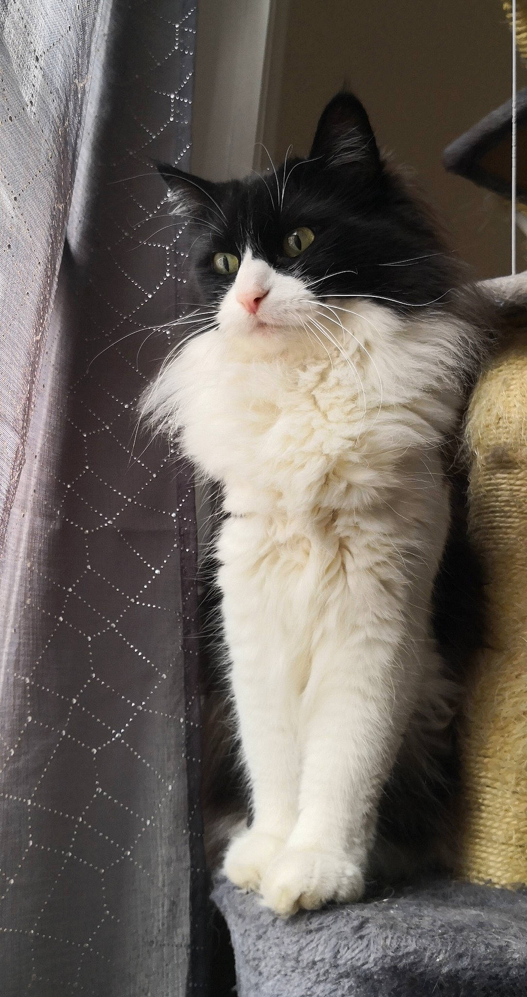 Amnesia participe au concours pour gagner de l'argent avec cette photo : british_semi_longhair, carnivore, cat, domestic_long_haired_cat, felidae, fur, kitten, mammal, norwegian_forest_cat, persian, polydactyl_cat, ragamuffin, small_to_medium_sized_cats, tail, vertebrate, whiskers