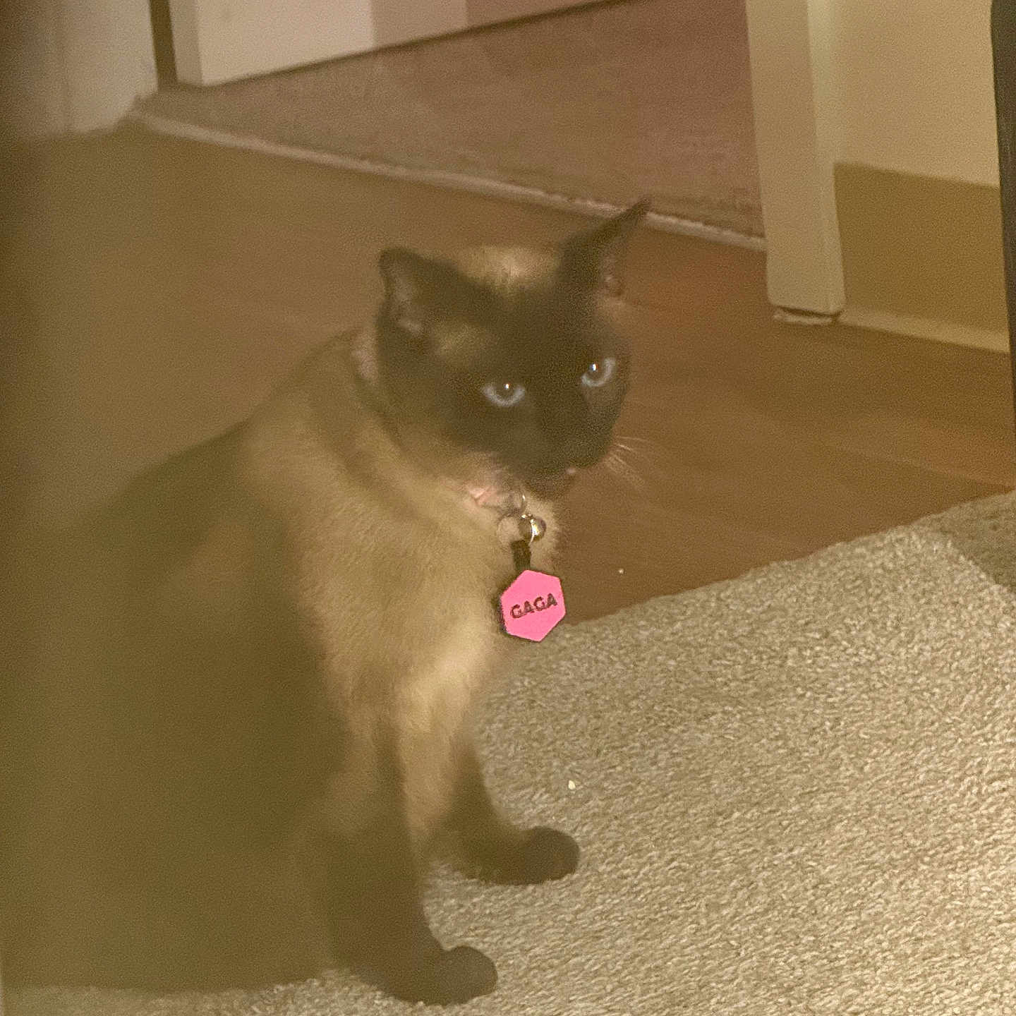 Gaga joined the competition — help win amazing prizes! animal, blue_eyes, carpet, cat, collar, curious, cute, domestic, eyes, feline, floor, furniture, indoor, mammal, pet, siamese, sitting, tag, whiskers, wooden_floor