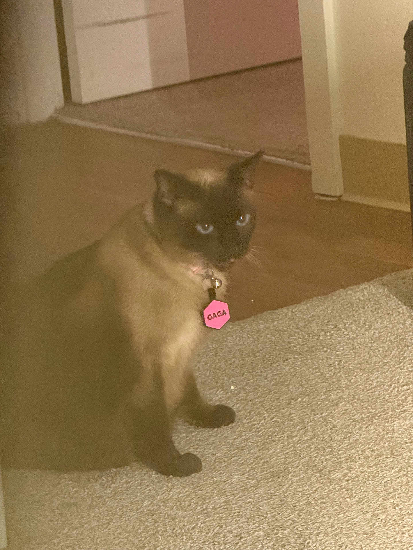 Gaga joined the competition — help win amazing prizes! animal, blue_eyes, carpet, cat, collar, curious, cute, domestic, eyes, feline, floor, furniture, indoor, mammal, pet, siamese, sitting, tag, whiskers, wooden_floor