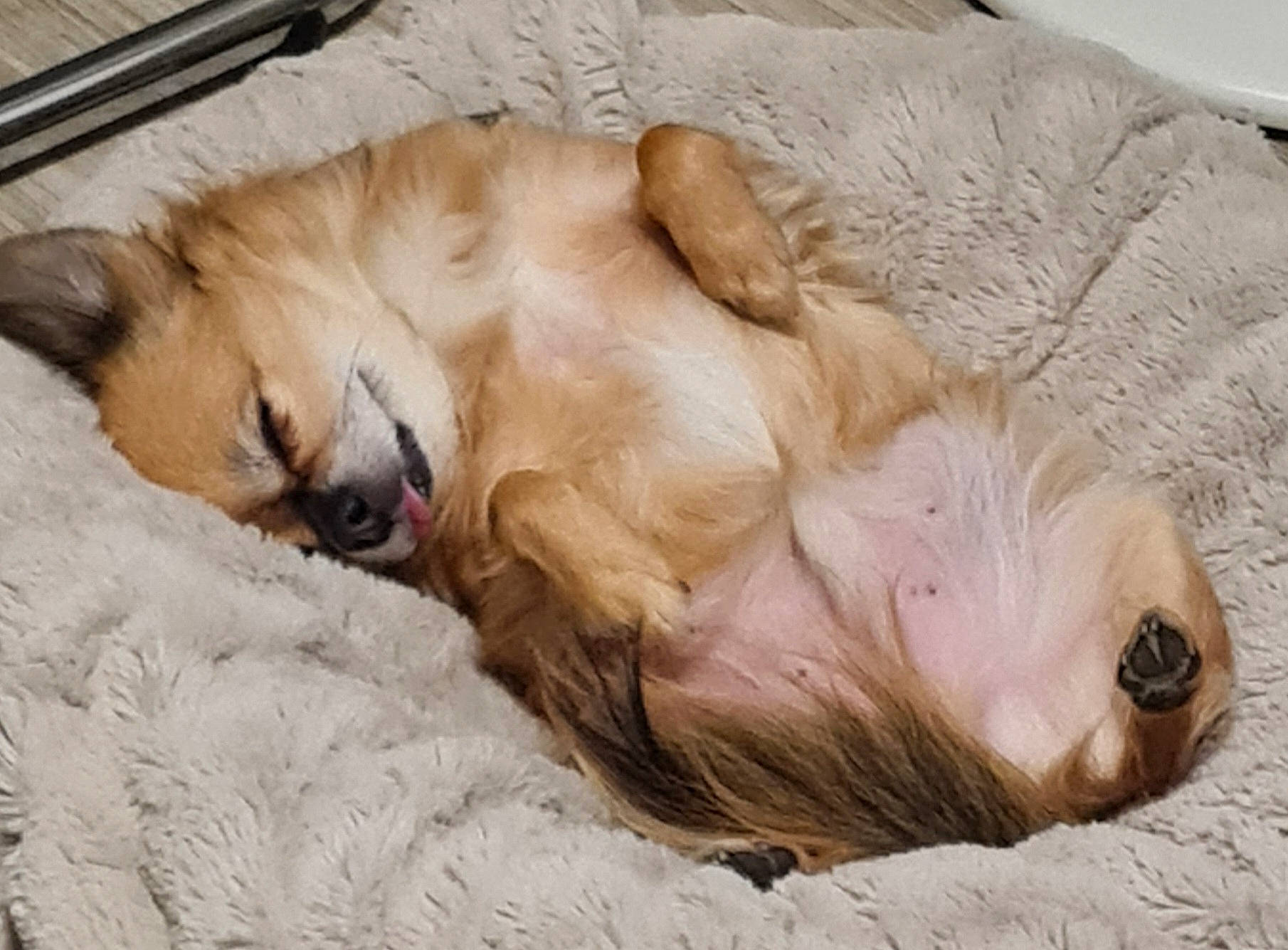 Miky a rejoint le concours — aidez-le/la à gagner de superbes lots ! canidae, carnivore, comfort, companion_dog, dog, dog_breed, dog_supply, fawn, fur, liver, nap, non_sporting_group, paw, snout, sporting_group, terrestrial_animal, whiskers