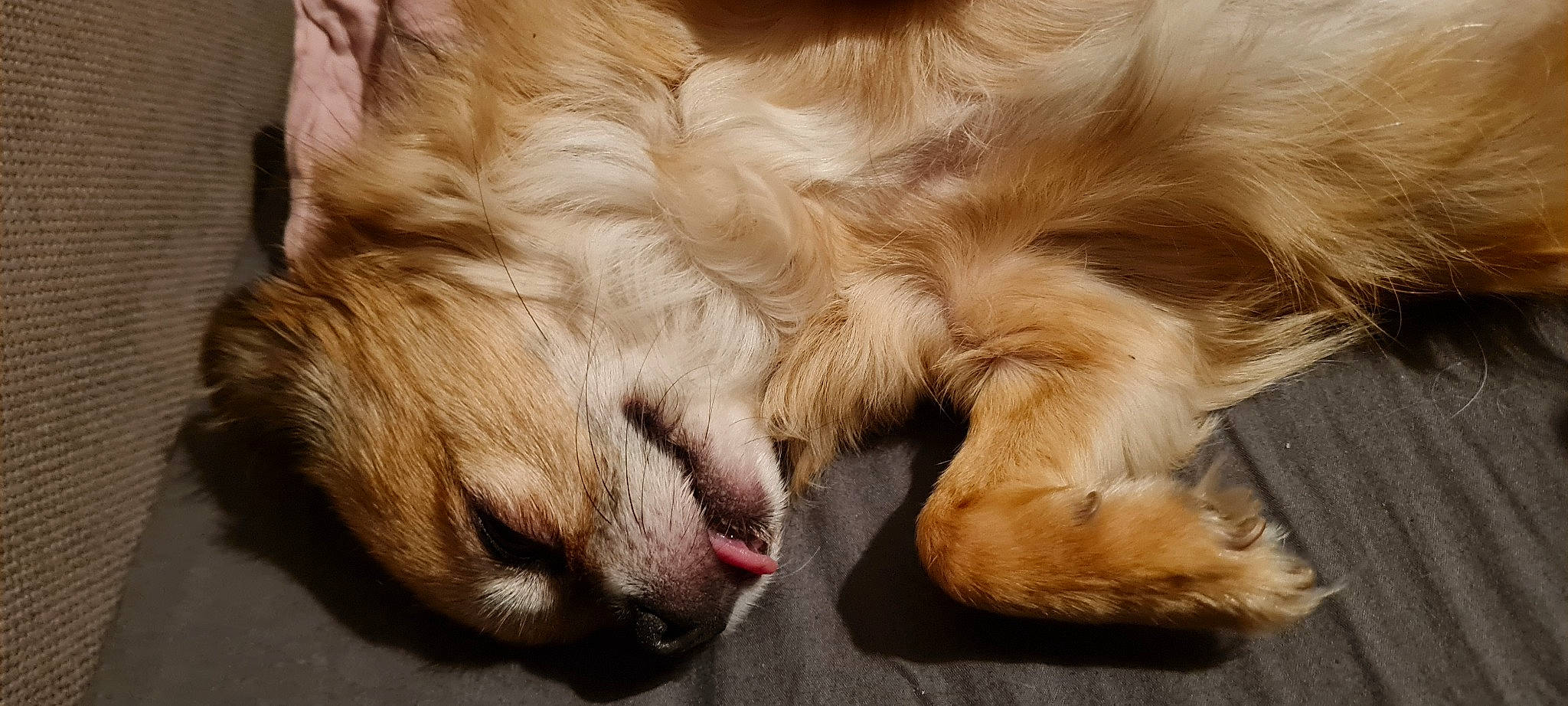 Miky participe au concours pour gagner de l'argent avec cette photo : carnivore, claw, close_up, comfort, companion_dog, dog, dog_breed, ear, fang, fawn, felidae, foot, fur, gesture, liver, paw, retriever, snout, sporting_group, whiskers