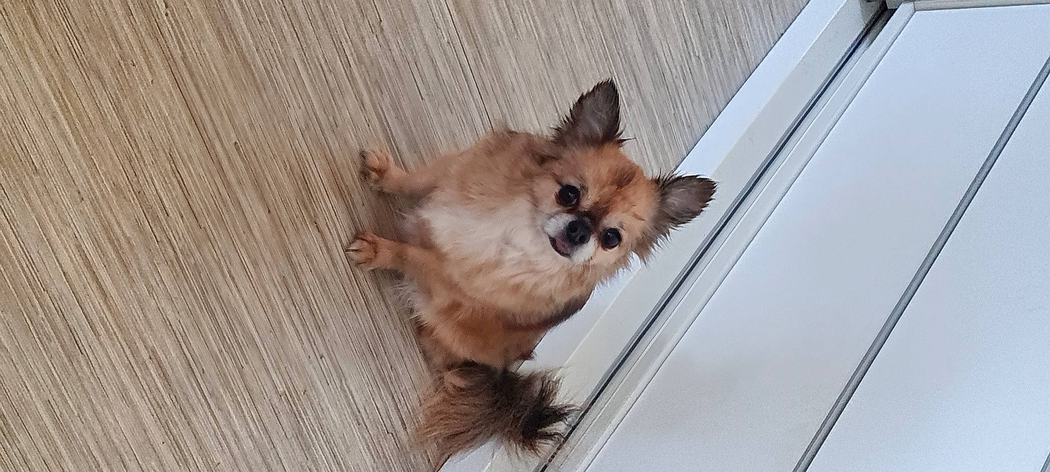 Miky participe au concours pour gagner de l'argent avec cette photo : canidae, carnivore, claw, companion_dog, dog, dog_breed, fawn, felidae, fur, liver, paw, small_to_medium_sized_cats, snout, sporting_group, tail, terrestrial_animal, toy_dog, whiskers, wood, working_animal